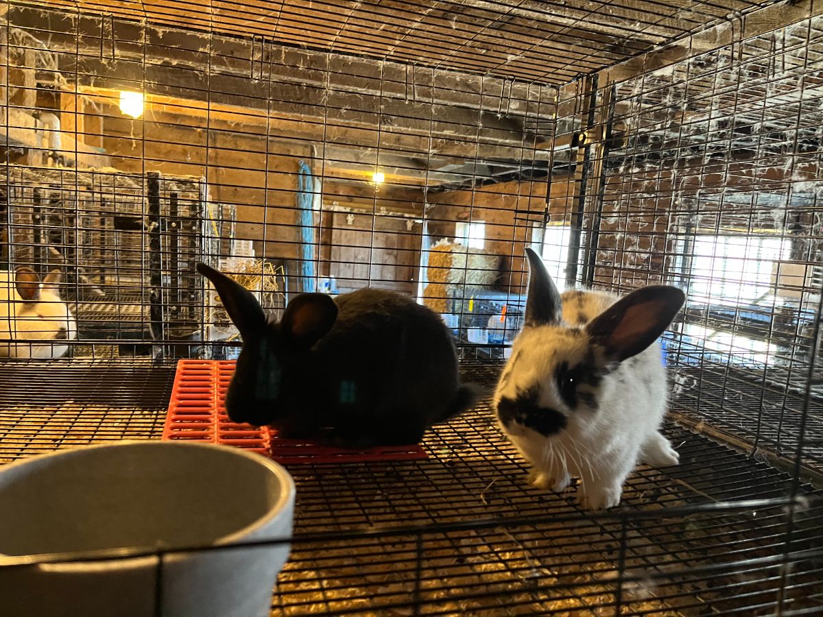 Meat rabbit weanlings in a grow out cage
