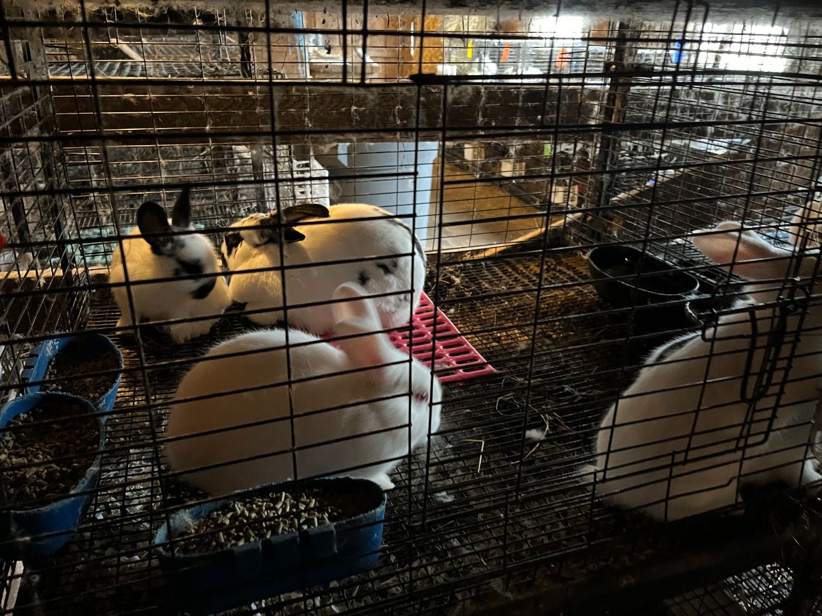 Meat rabbit kits with the mother with cages to move to on top