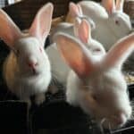 Adorable young meat rabbits in a cage.