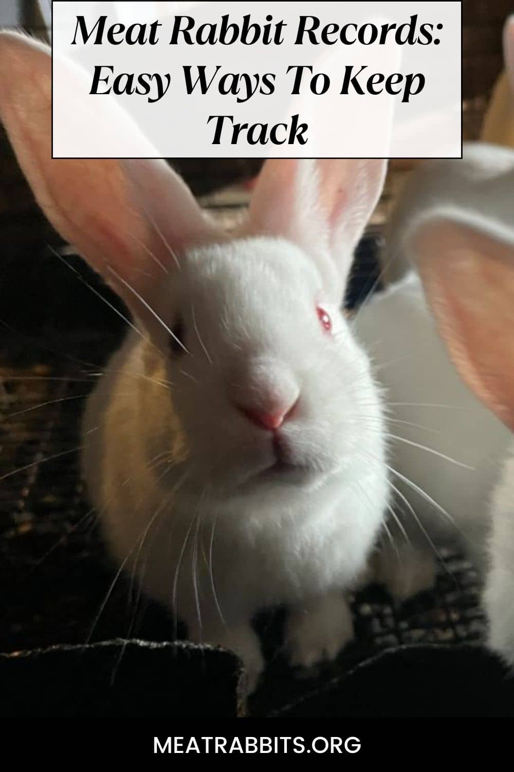 Meat Rabbit Records: Easy Ways To Keep Track pinterest image.