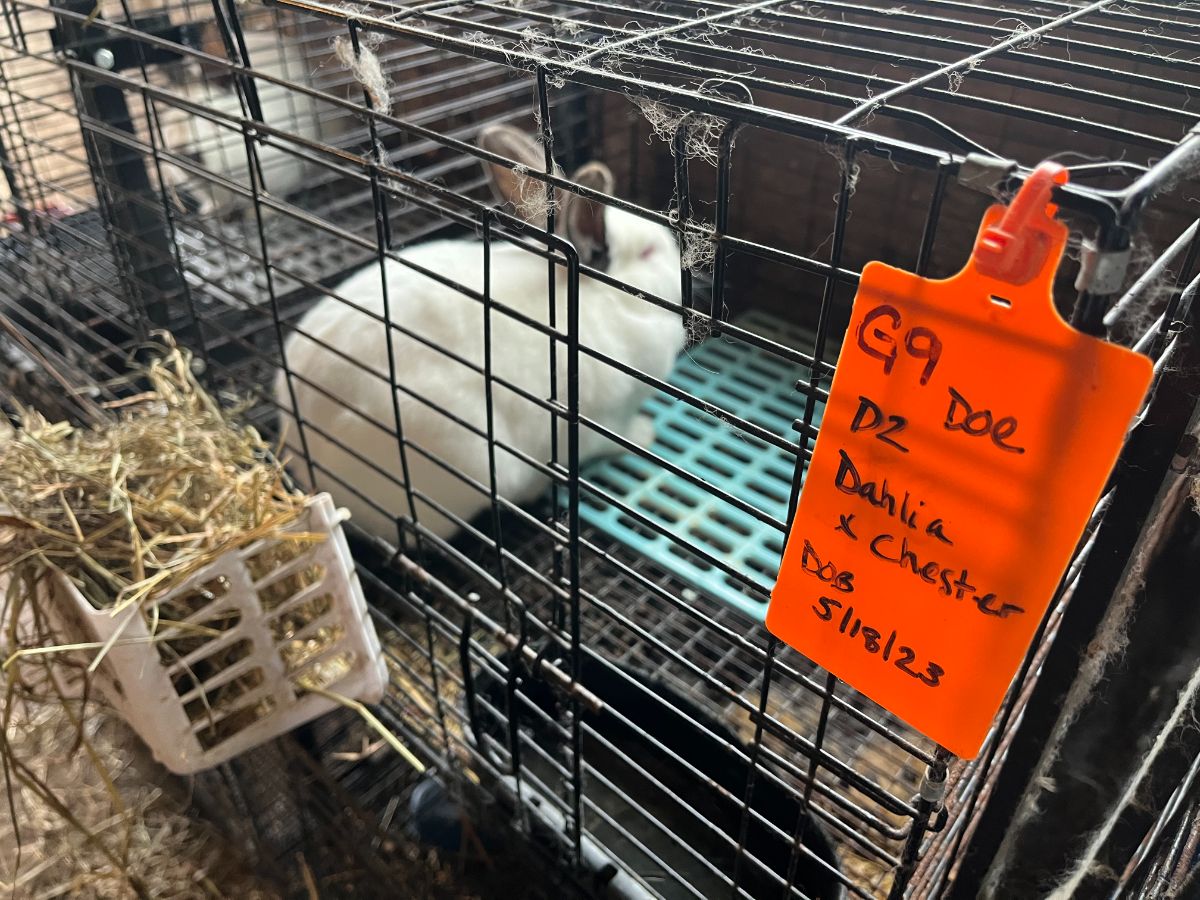 A rabbit cage with a cage tag with identifying information