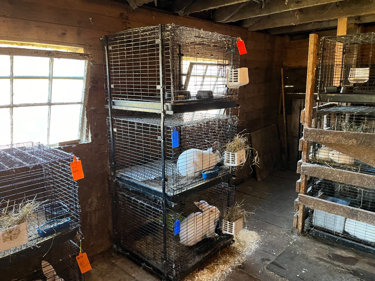 Three meat rabbit buck cages in a rabbitry