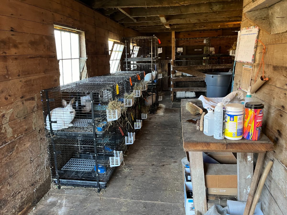 Meat rabbit room in a barn in a backyard homestead