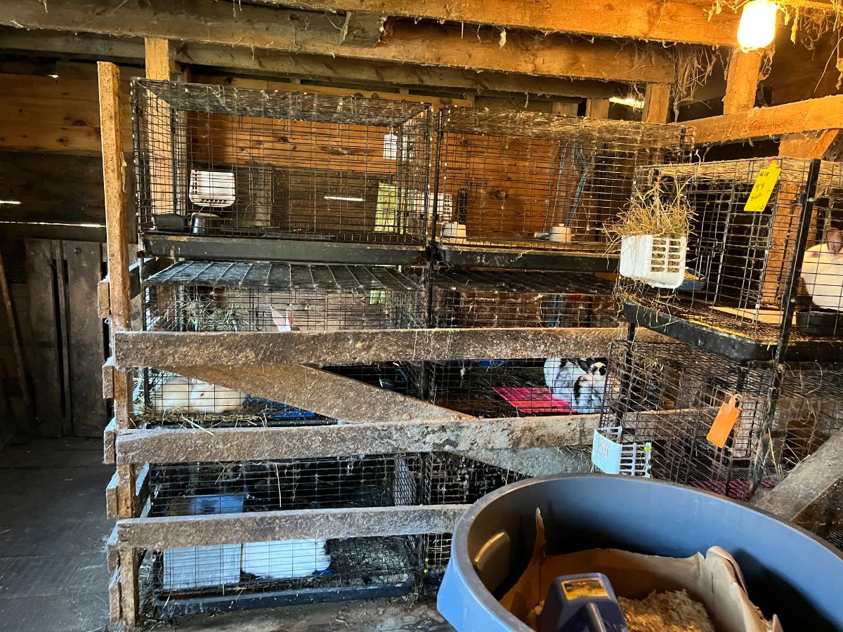 Doe cages at the back of the rabbit room