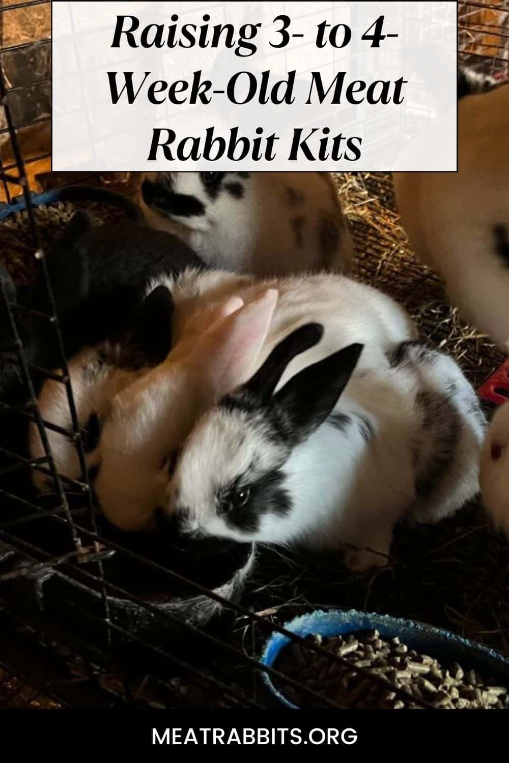 Raising 3- to 4-Week-Old Meat Rabbit Kits pinterest image.