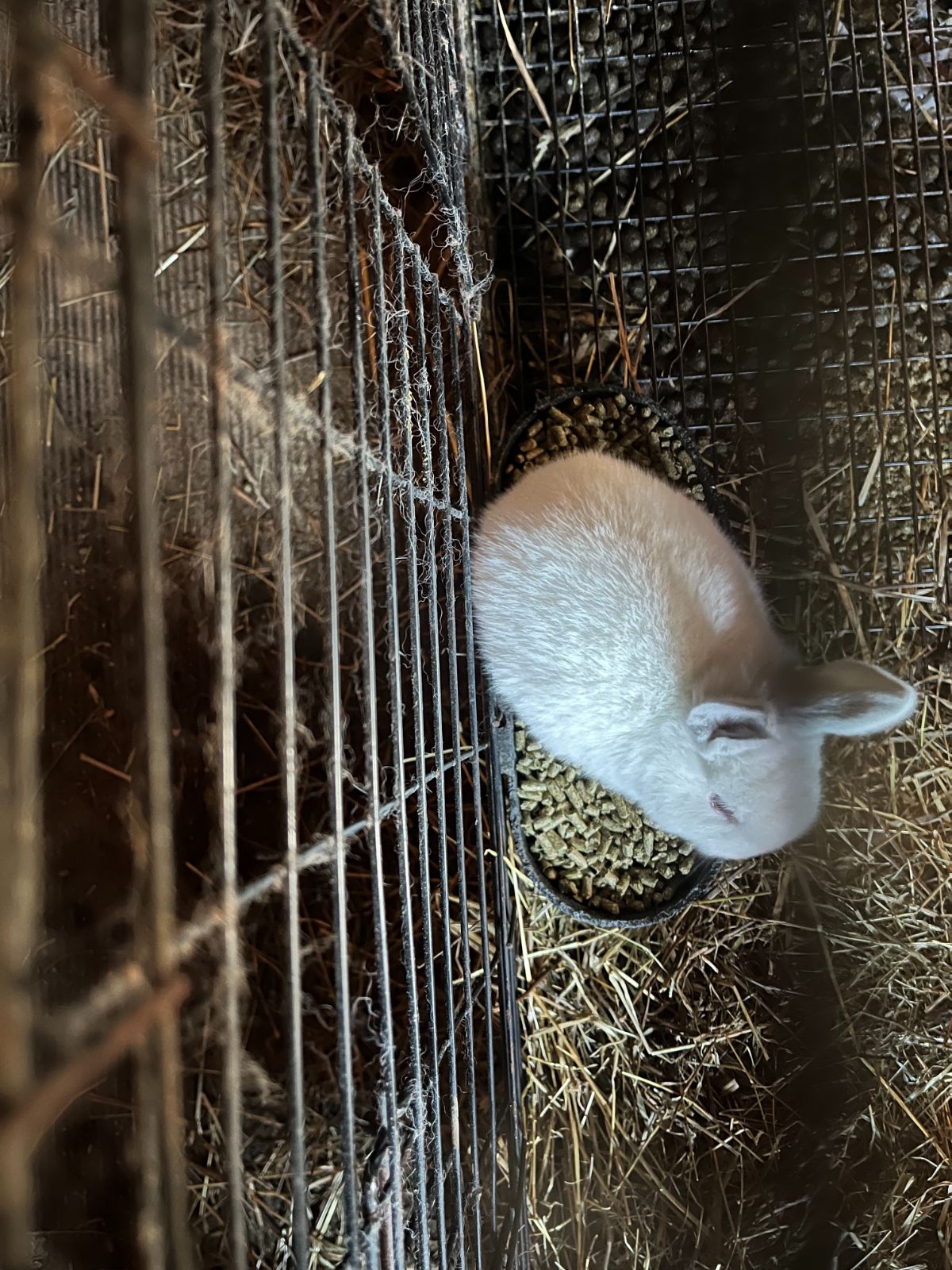 A 3 week old meat rabbit sitting in a feed dish