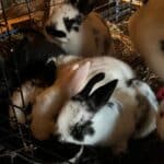 Young, adorable rabbits eat in a cage.