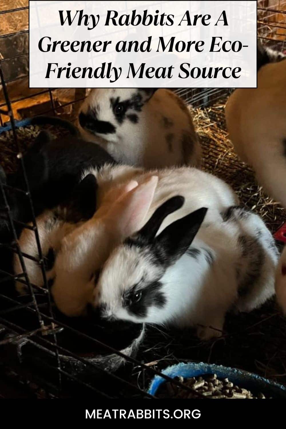 Why Rabbits Are A Greener and More Eco-Friendly Meat Source pinterest image.