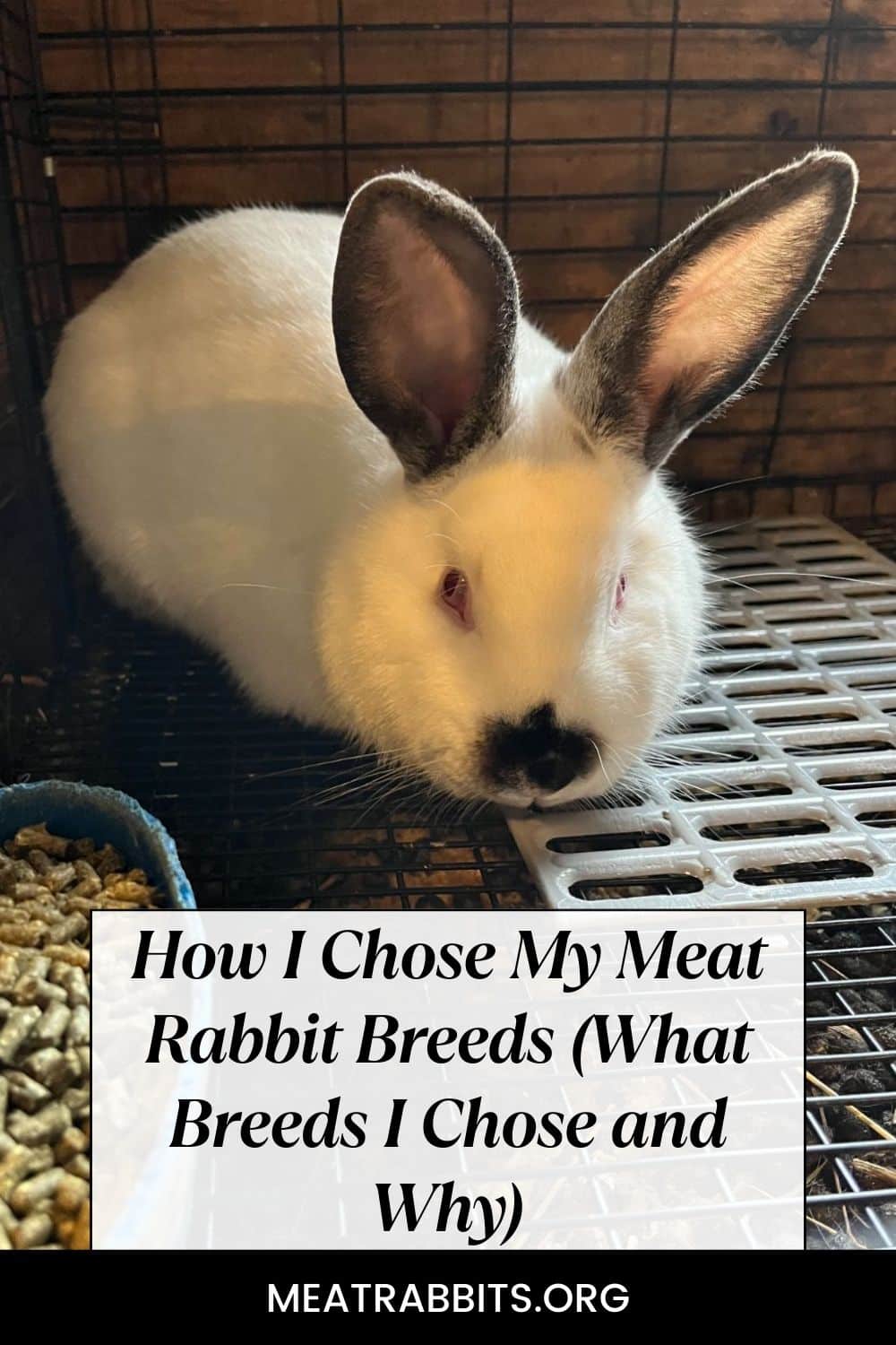 How I Chose My Meat Rabbit Breeds (What Breeds I Chose and Why) pinterest image.