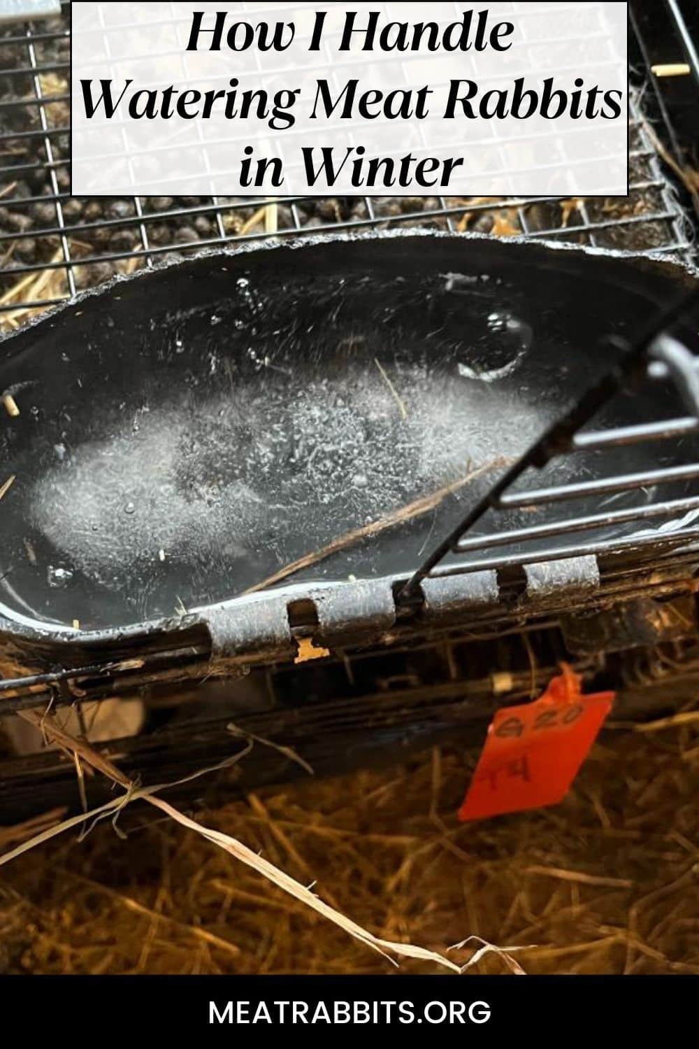 How I Handle Watering Meat Rabbits in Winter pinterest image.