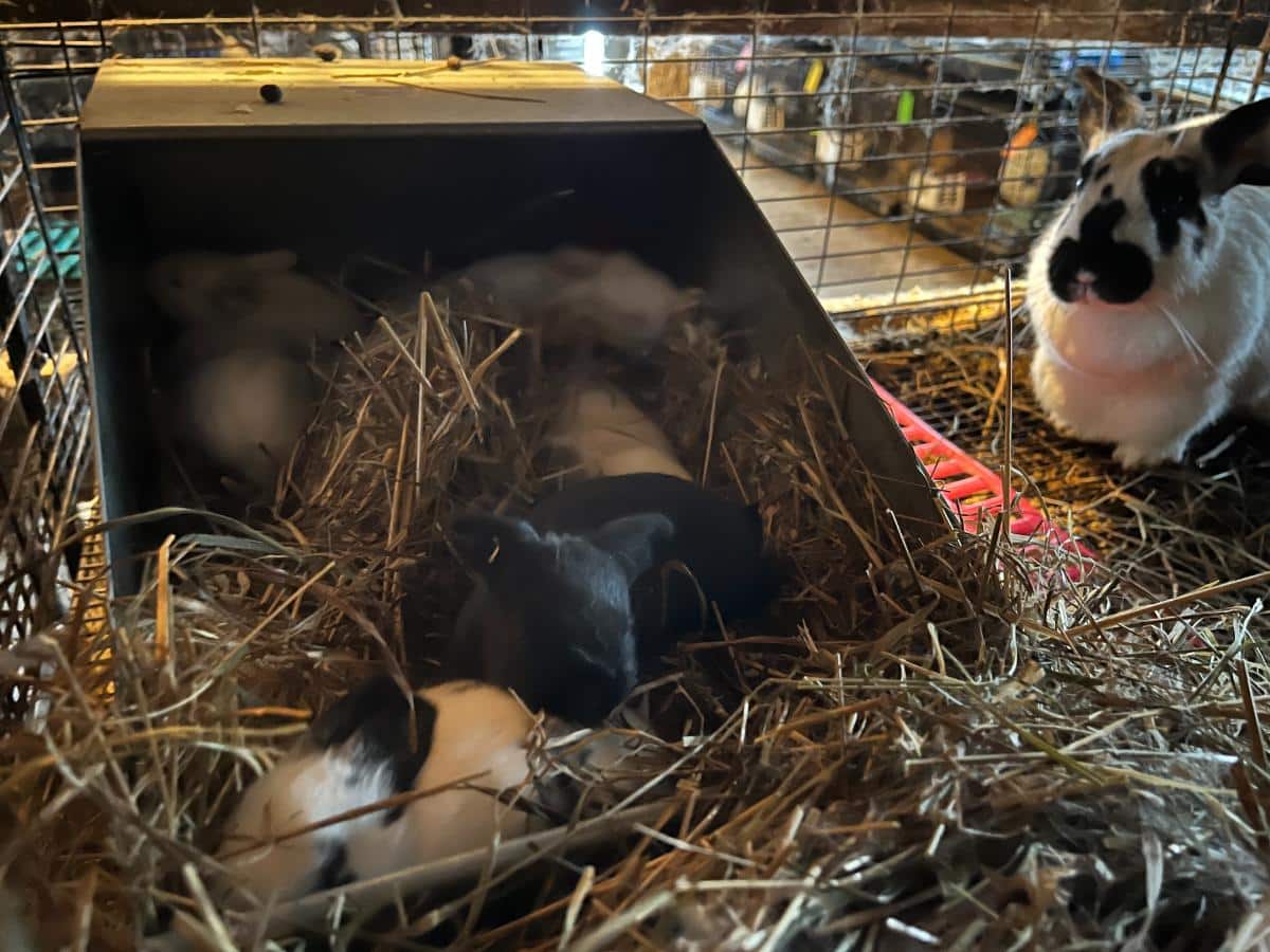 Kits just starting to open their eyes in the nest box