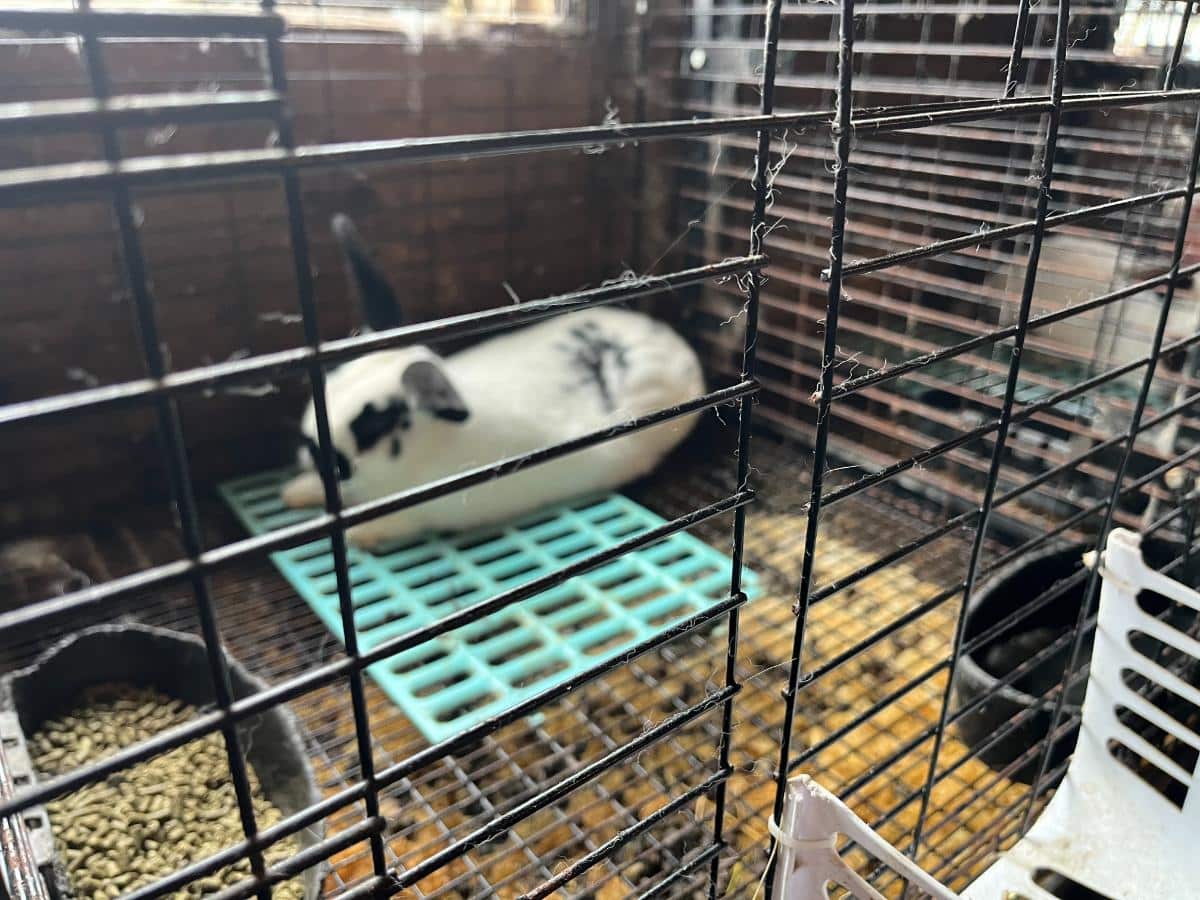 A rabbit resting on a rest mat in its cage
