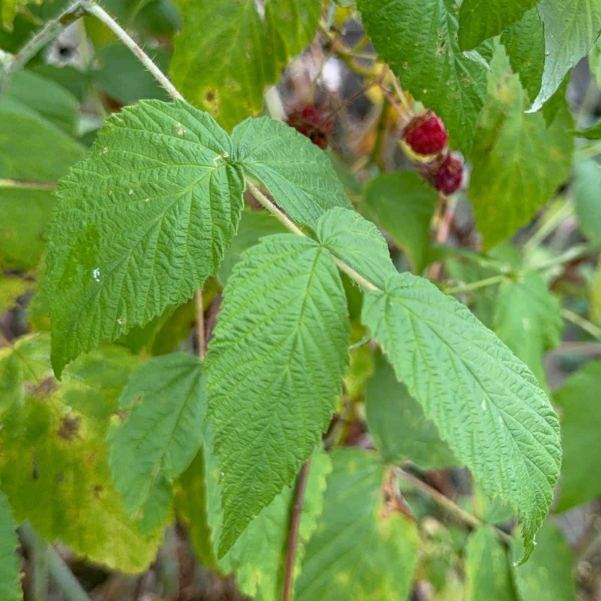 Meat Rabbit Weight Chart (Free Download) Meat Rabbits