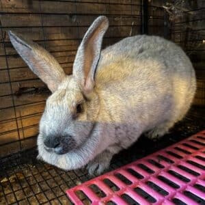 Meat Rabbit Weight Chart (Free Download) - Meat Rabbits