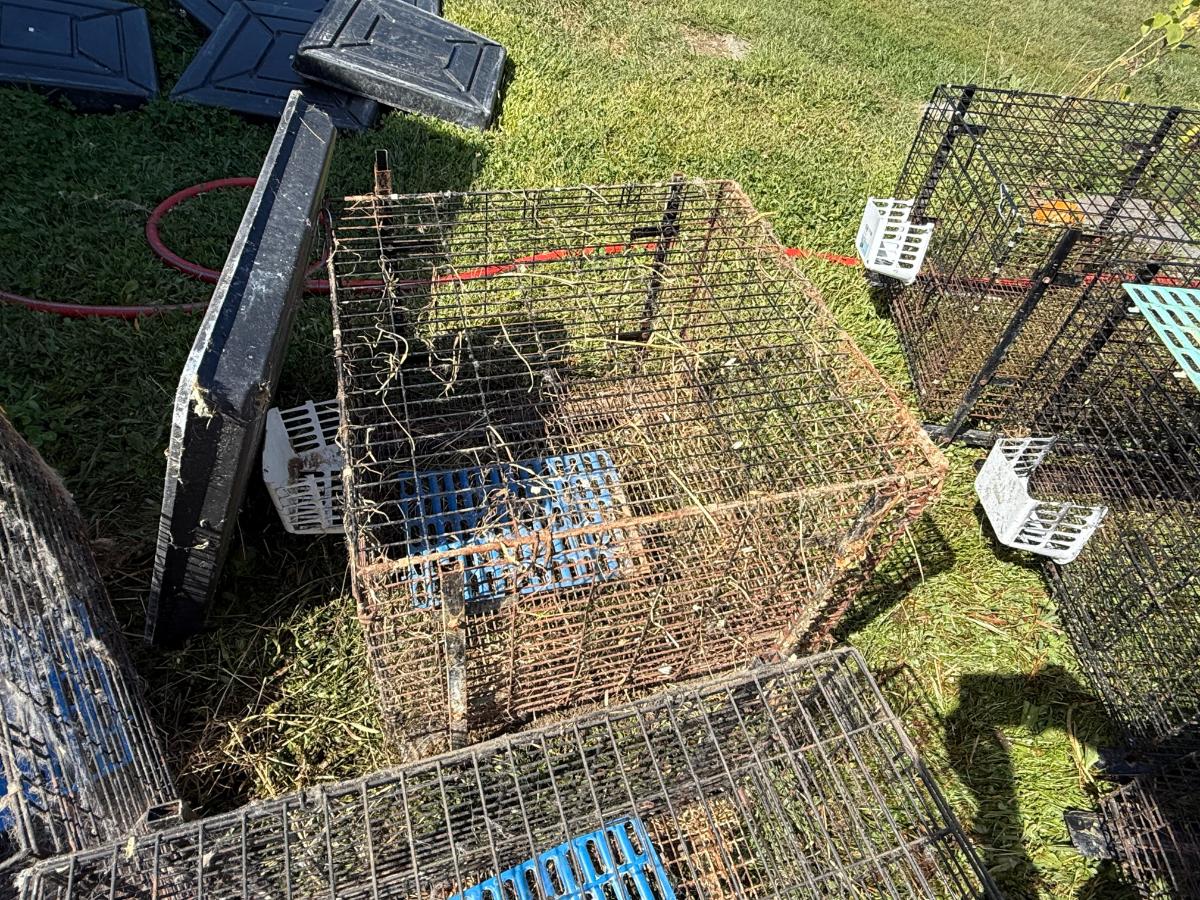 Cleaning rabbit cages