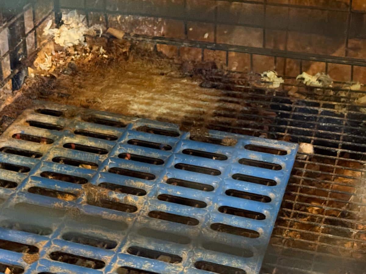 Rabbit cage blocked with manure and build up