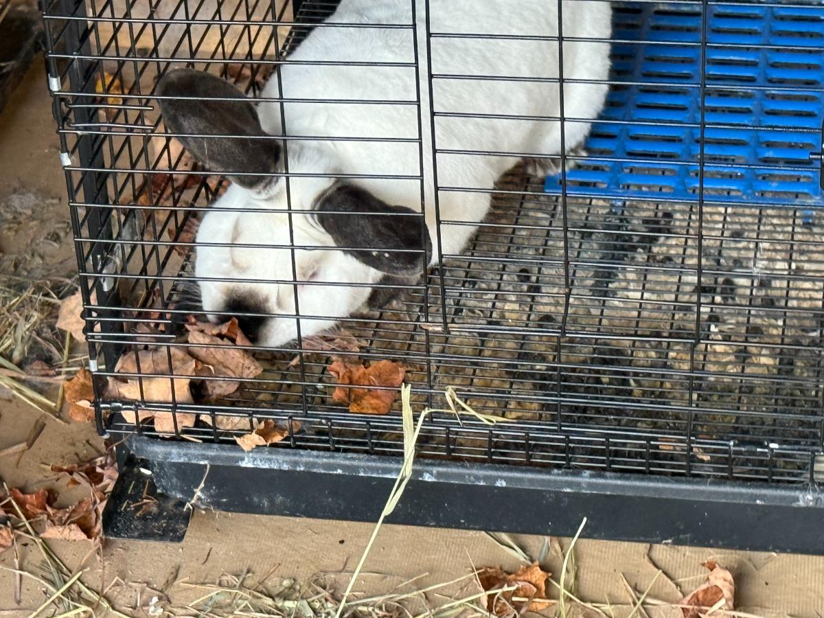 Meat rabbit eating leaves