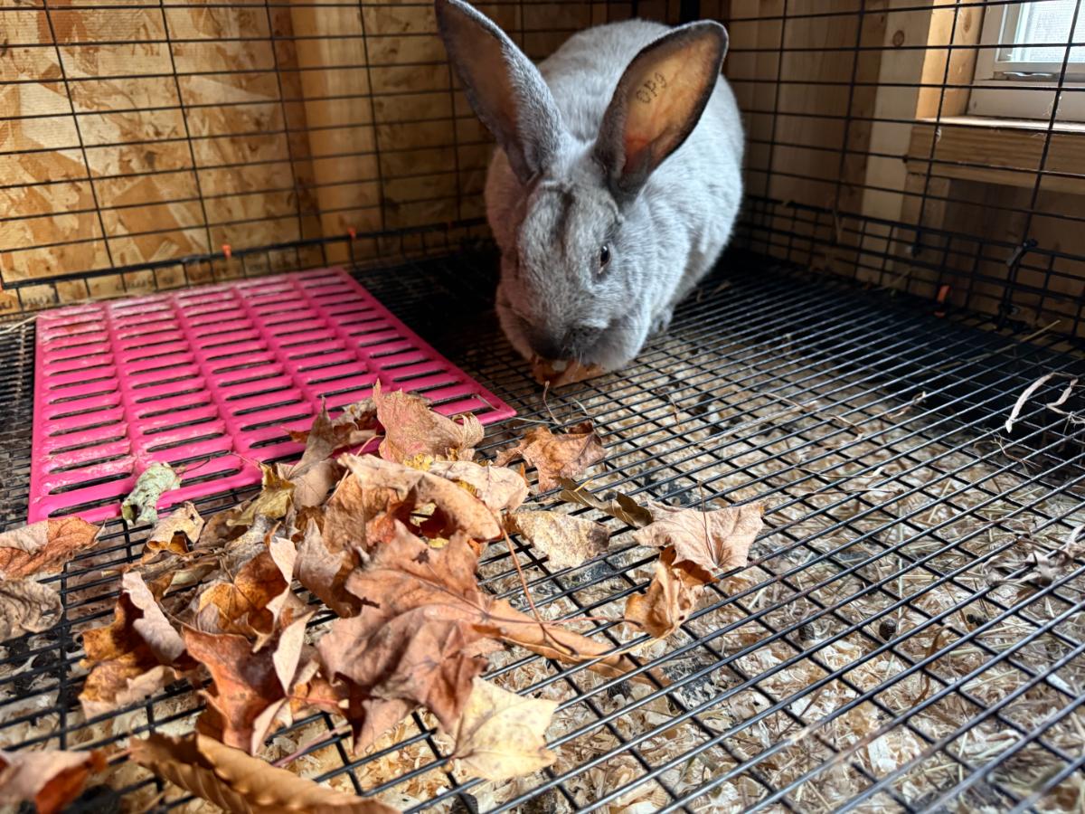 Meat rabbit eating dry fall leaves