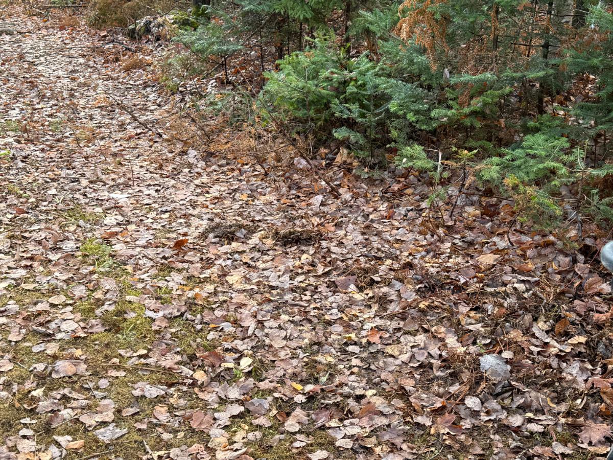 Fallen fall leaves