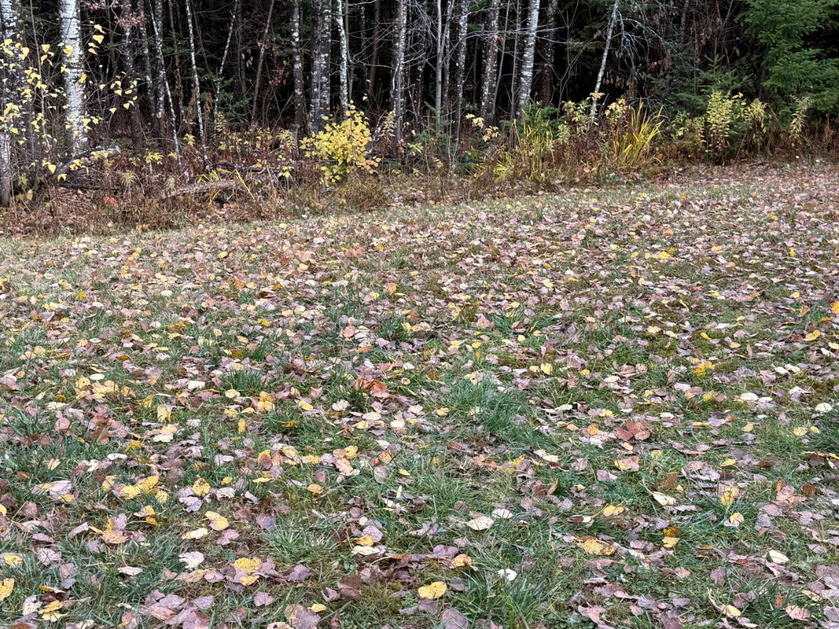 Fall leaves on the ground
