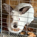 A white meat rabbit is munchinch on fall dried leaves.