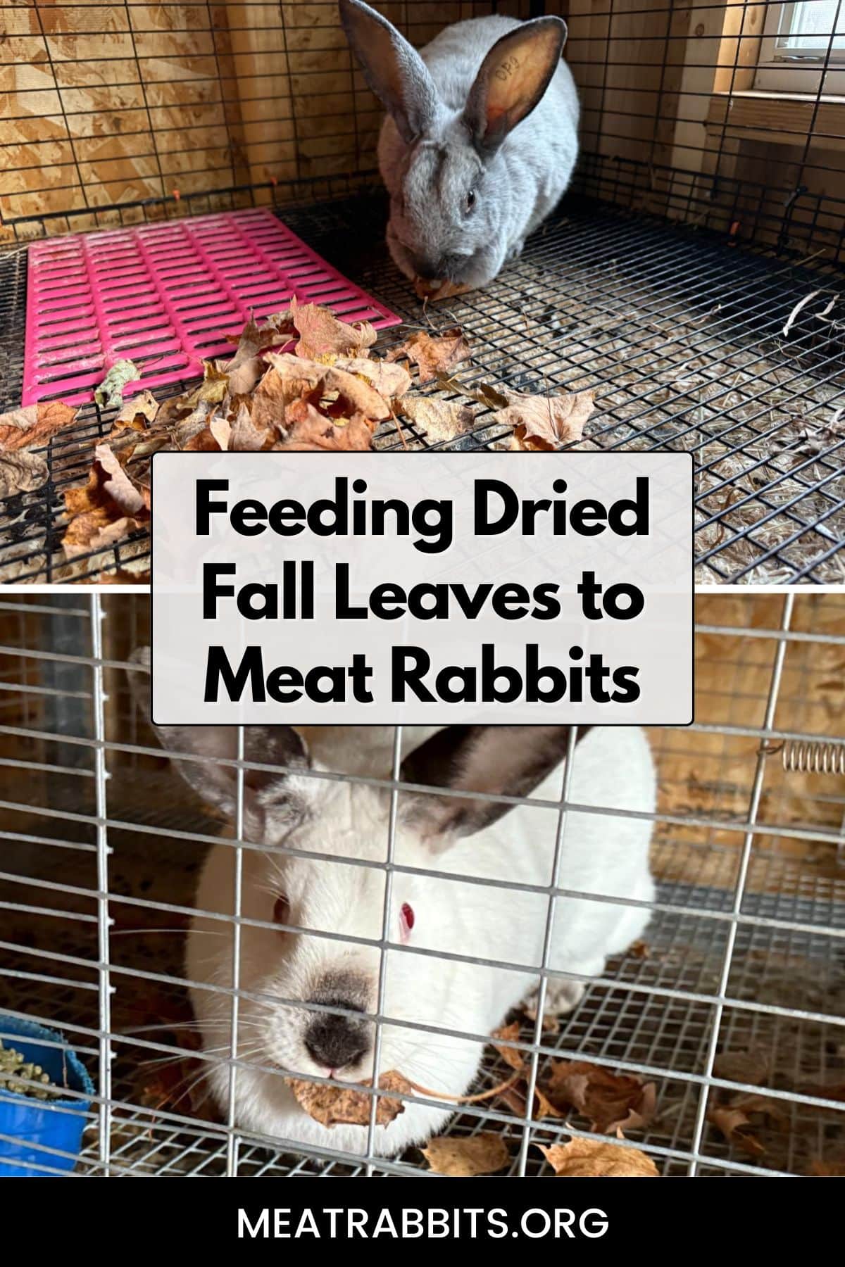 Feeding Dried Fall Leaves to Meat Rabbits pinterest image