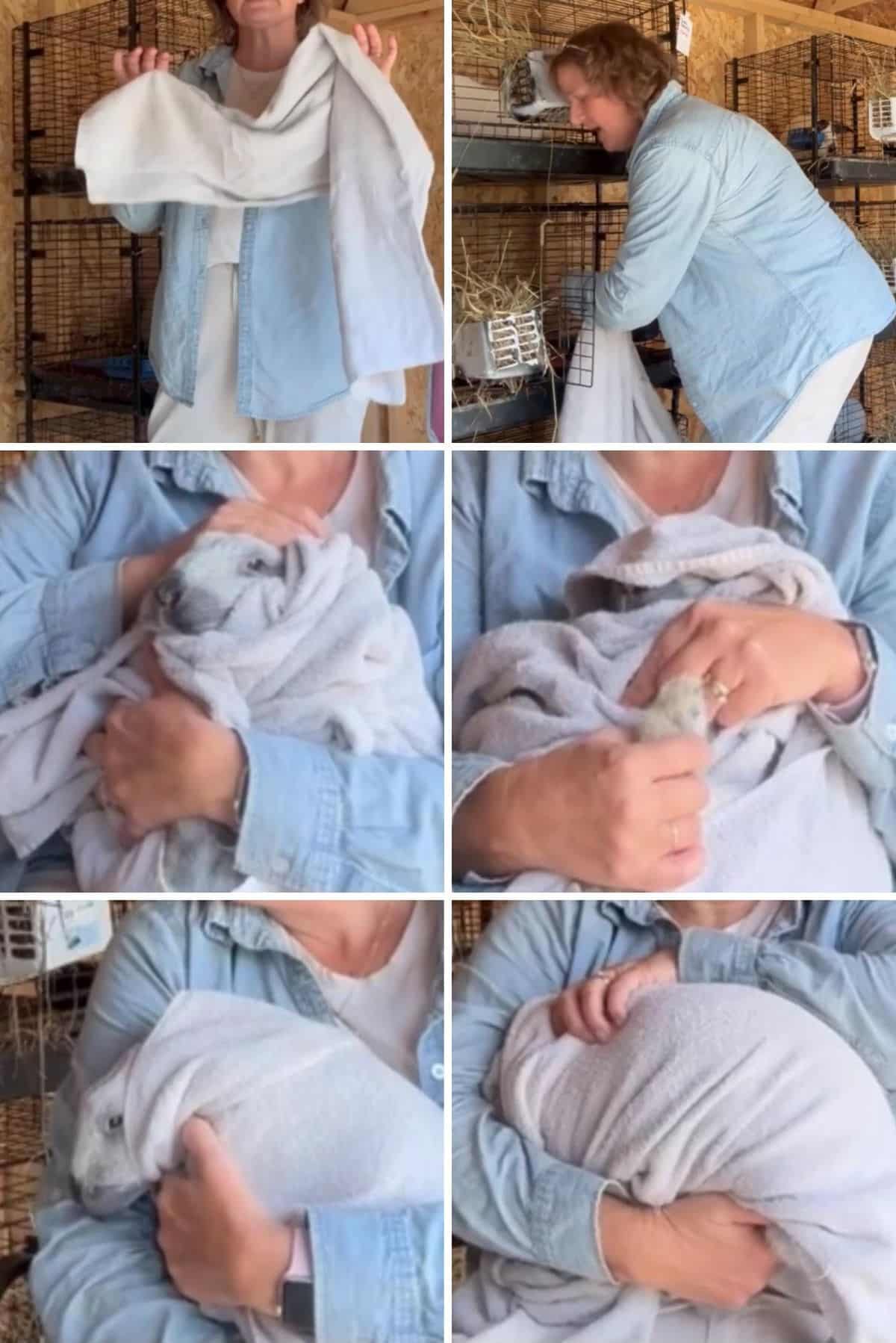 Series of pictures showing how to wrap a meat rabbit in a towel