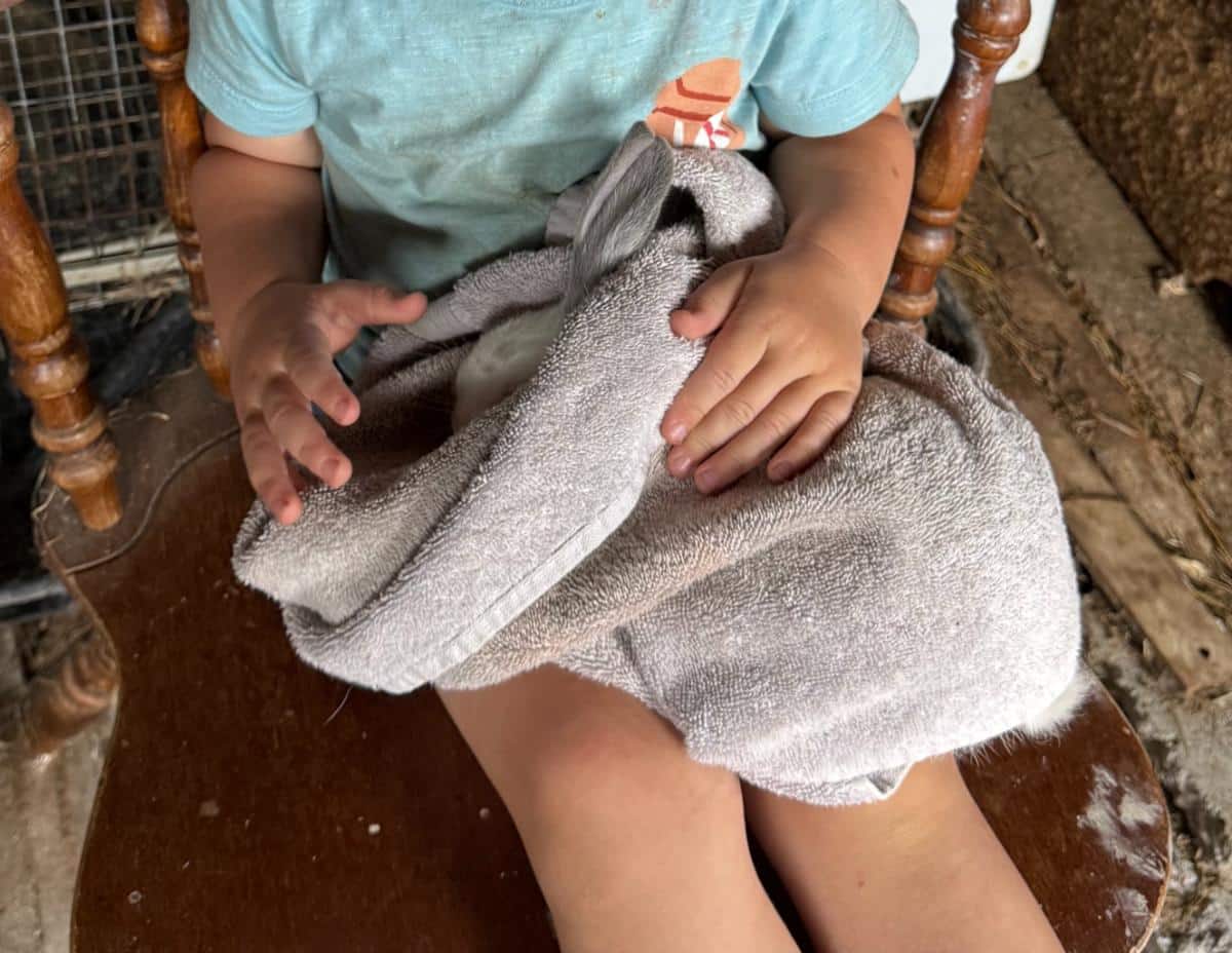 A child safely holds a papoosed rabbit