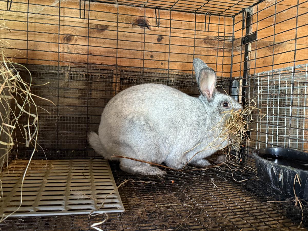 Nesting meat rabbit doe stashing hay to build her nest