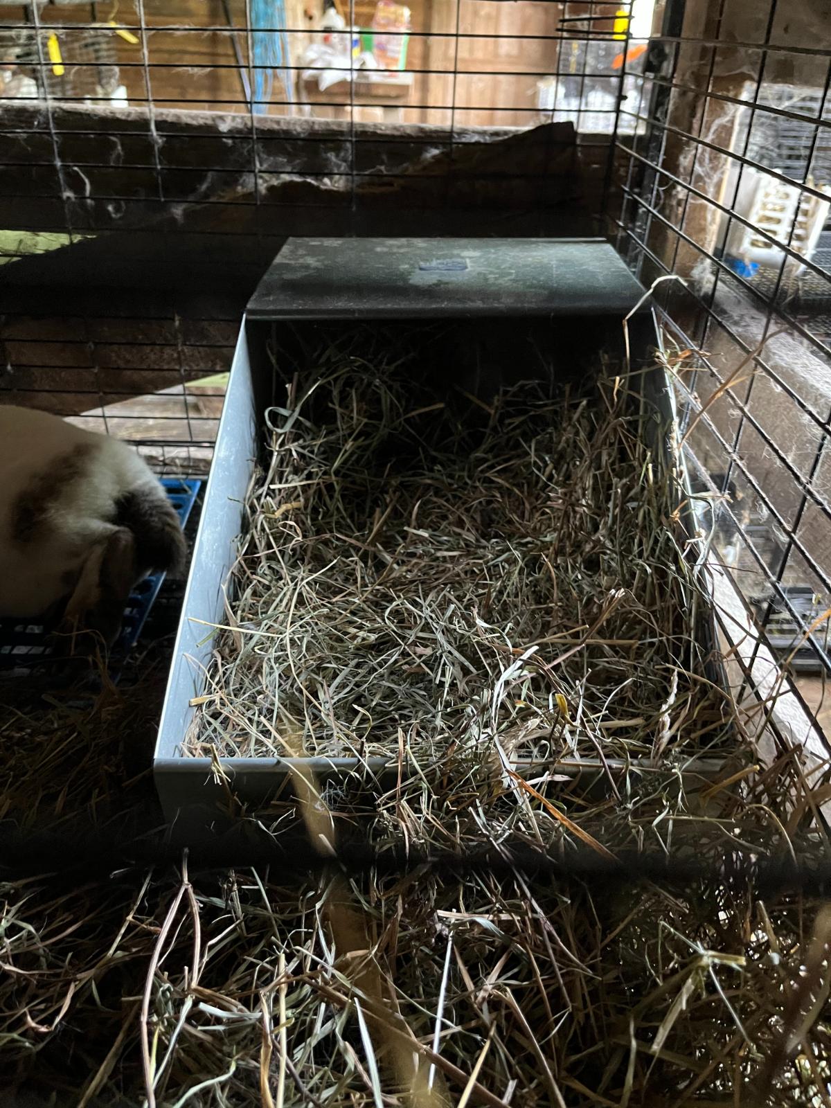 Nesting materials in a nest box for a meat rabbit doe