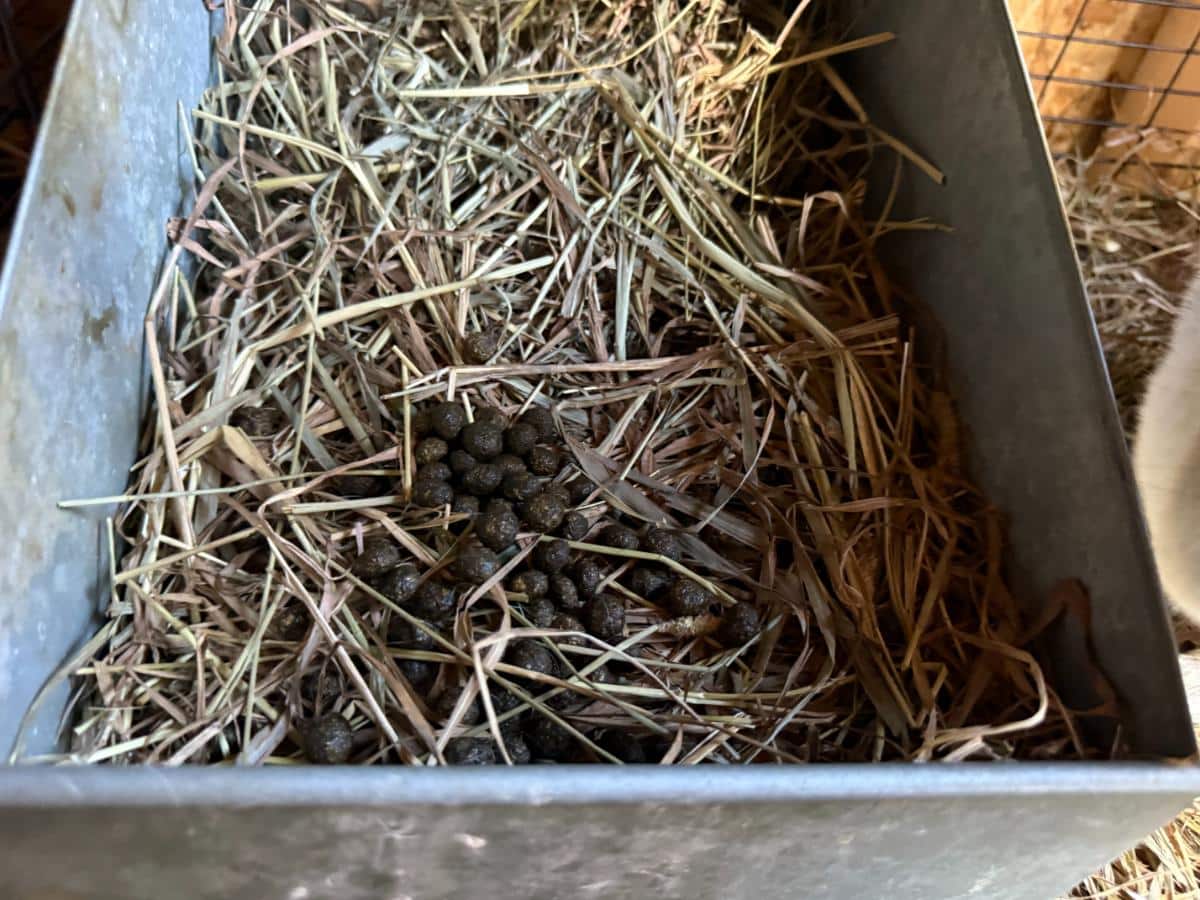 Doe using her nesting box as a litter box