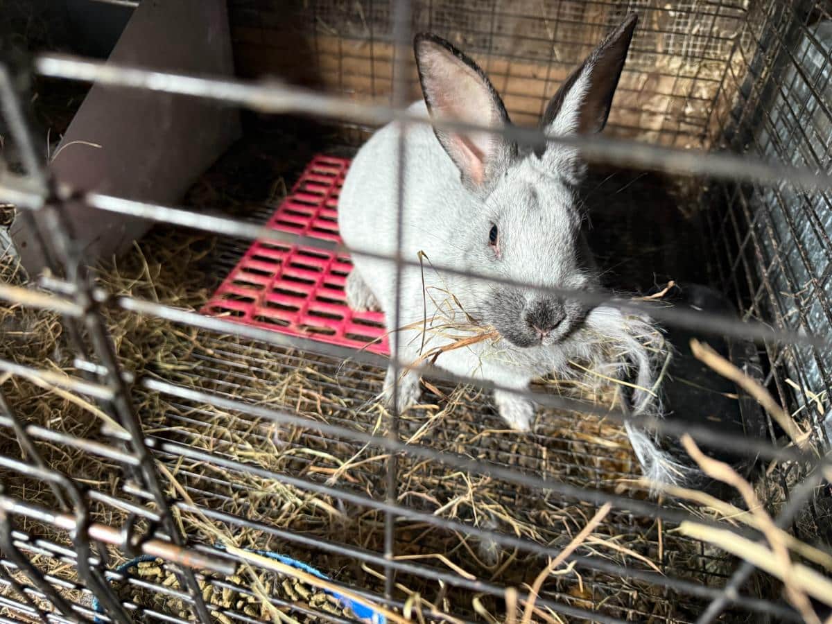Doe rabbit collecting hay for her nest