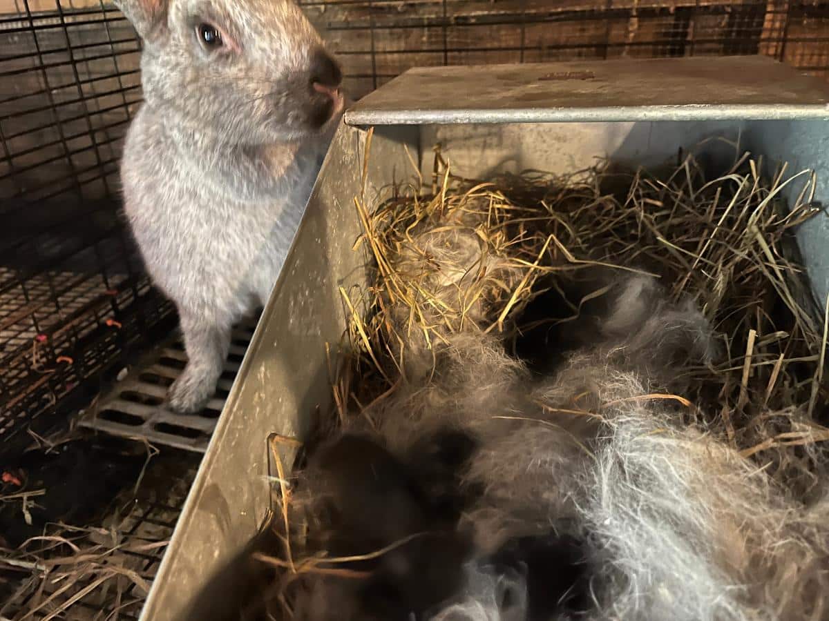Successful delivery of meat rabbit kits