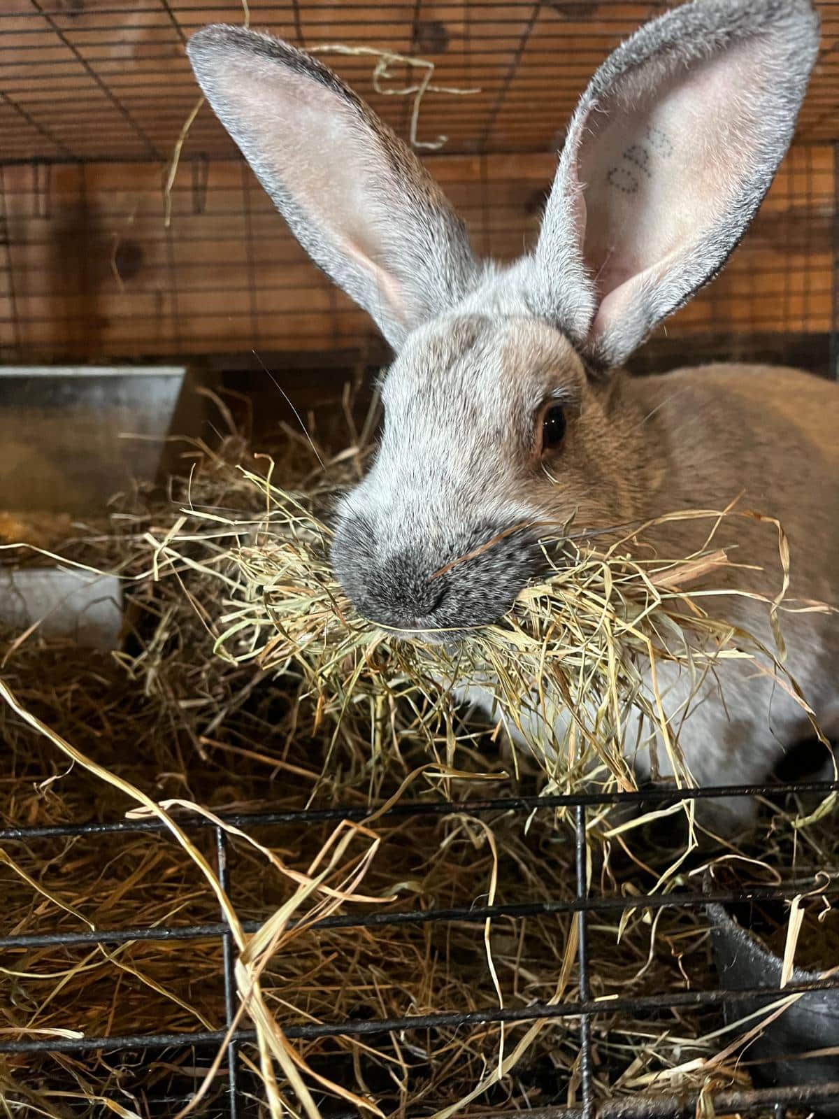 Meat rabbit doe stashing hay for a nest