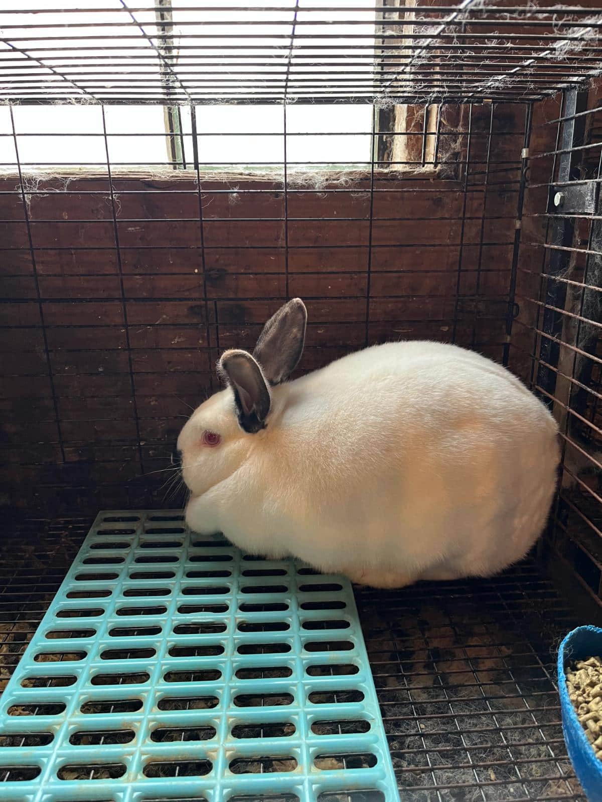 A bred Californian meat rabbit doe