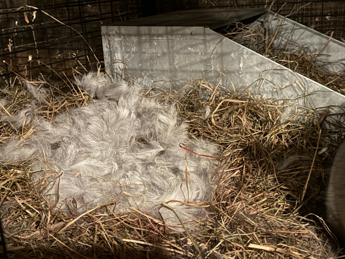 Fur lined nest outside the nest box