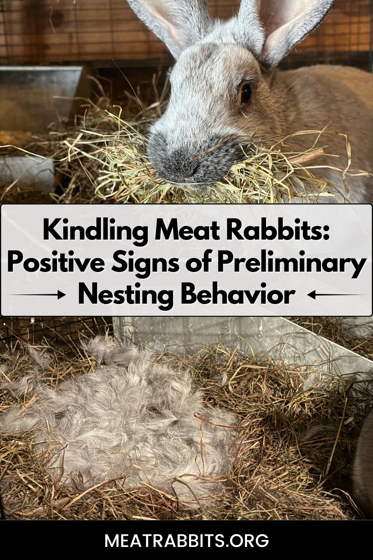 Kindling Meat Rabbits: Positive Signs of Preliminary Nesting Behavior pinterest image