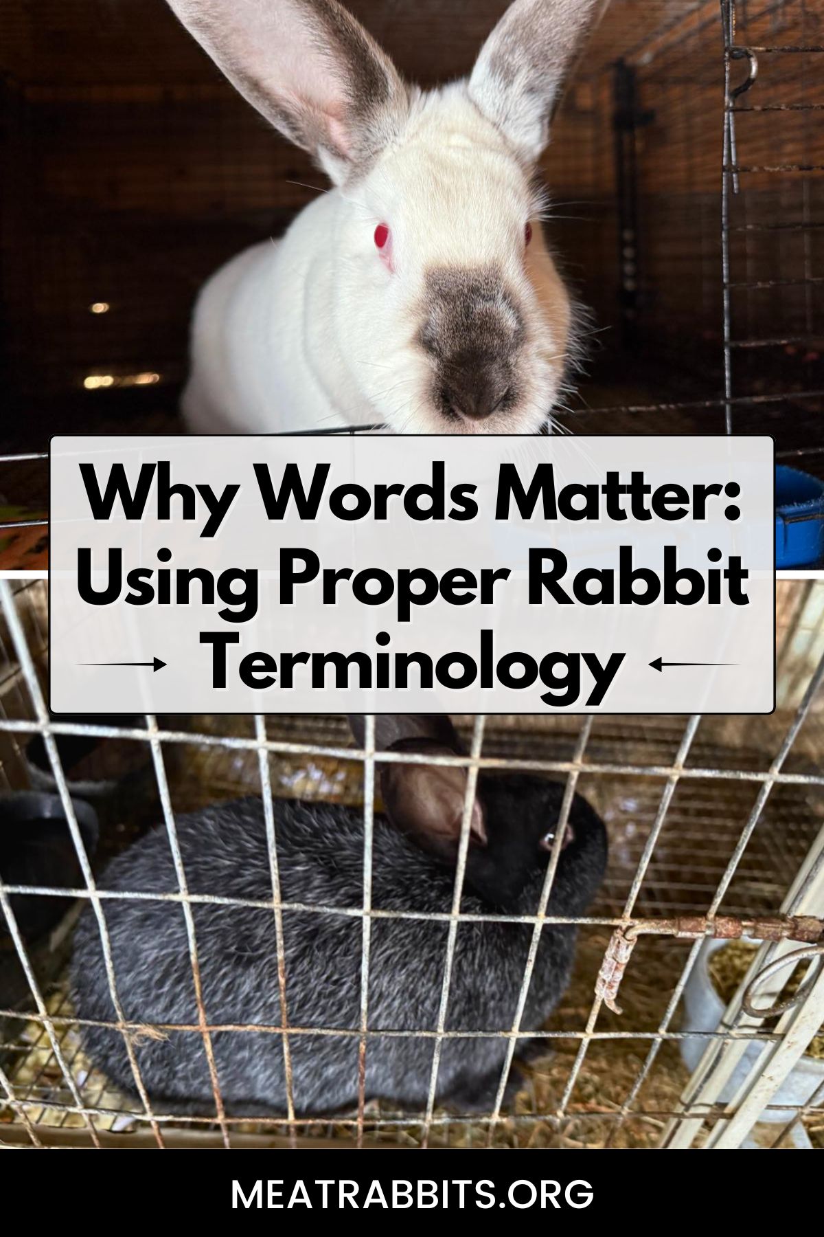 Why Words Matter: Using Proper Rabbit Terminology pinterest image