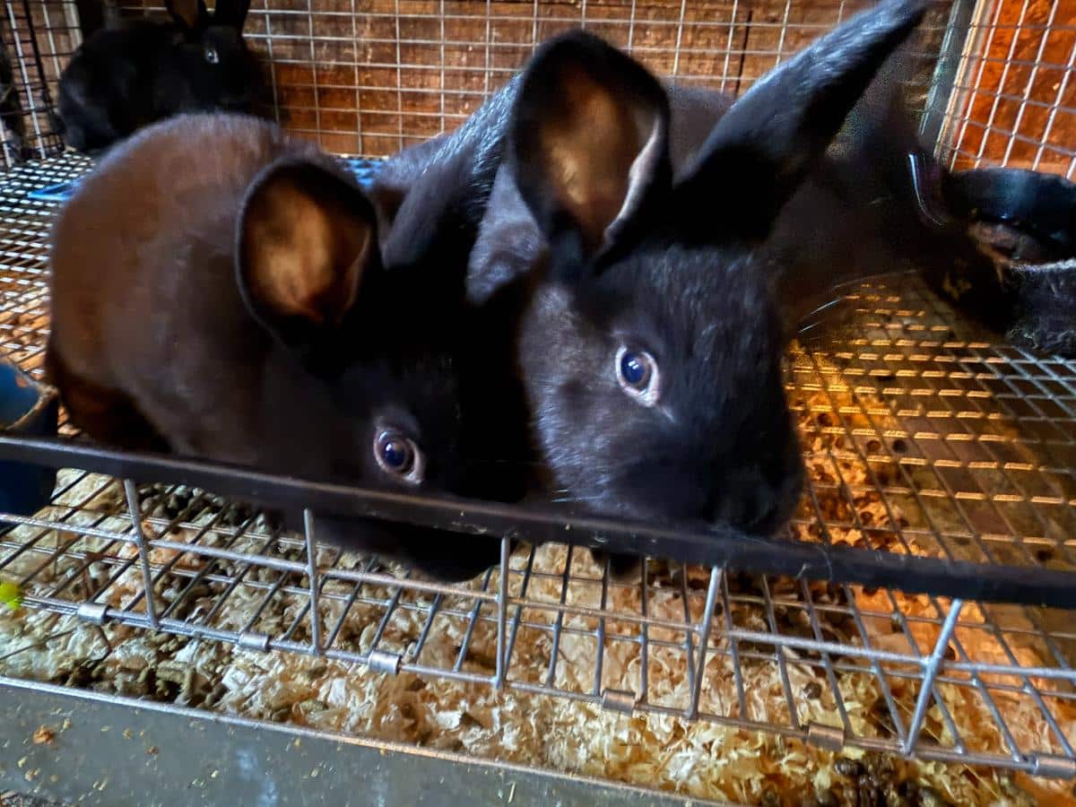 Champagne D'Argent meat rabbit kits