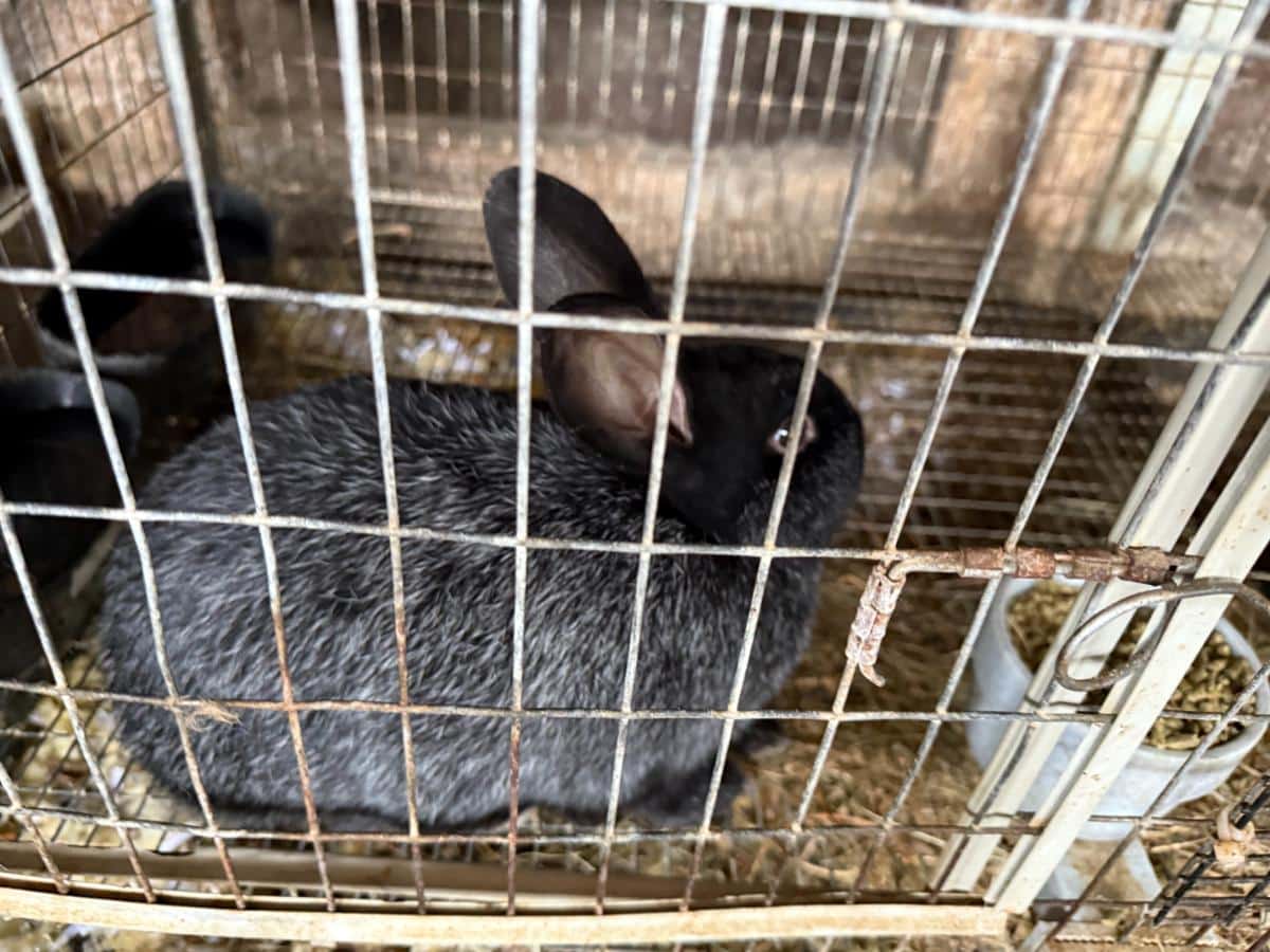 Junior meat rabbit grow out
