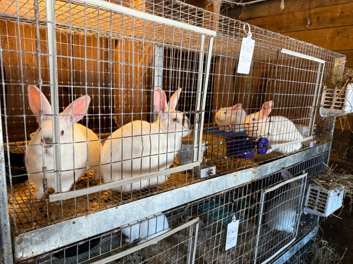 Cages of grow out meat rabbits