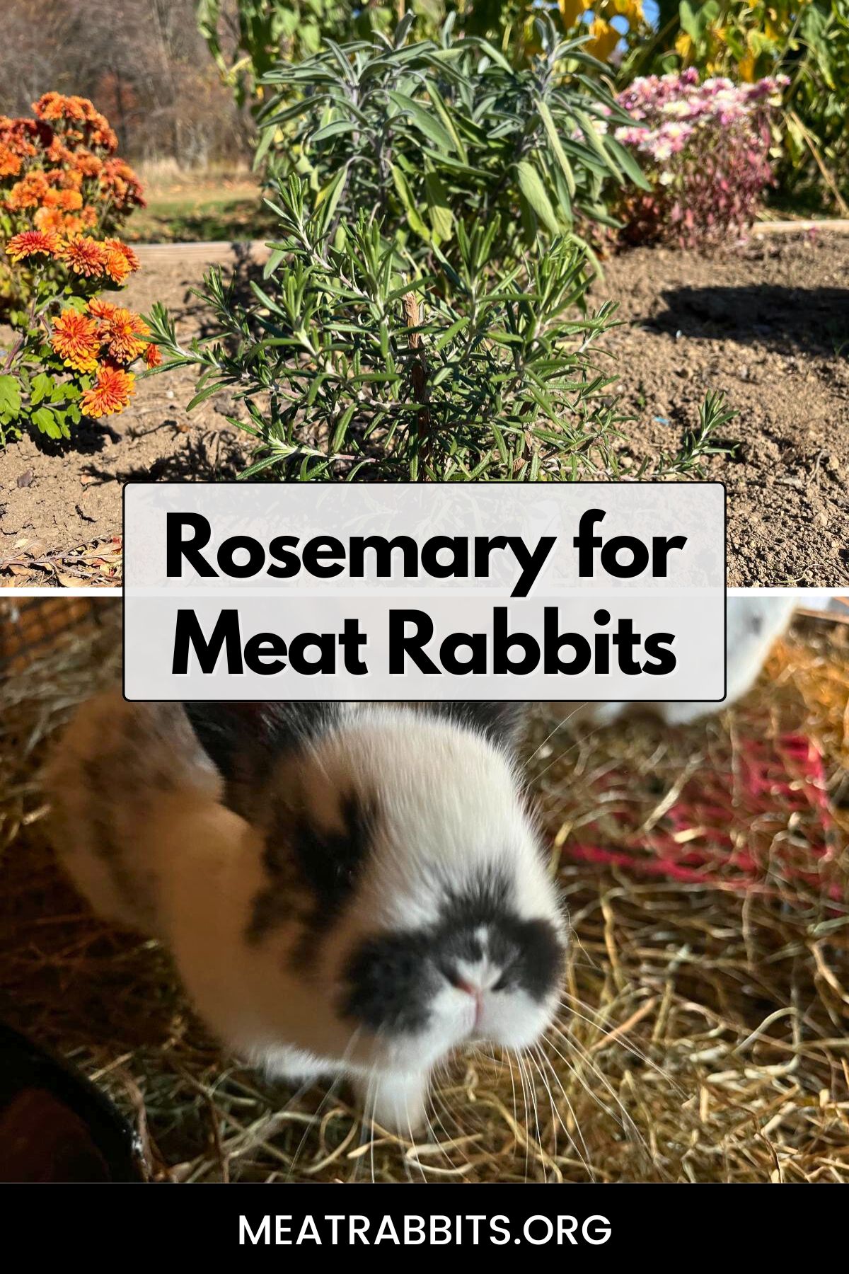 Rosemary for Meat Rabbits pinterest image