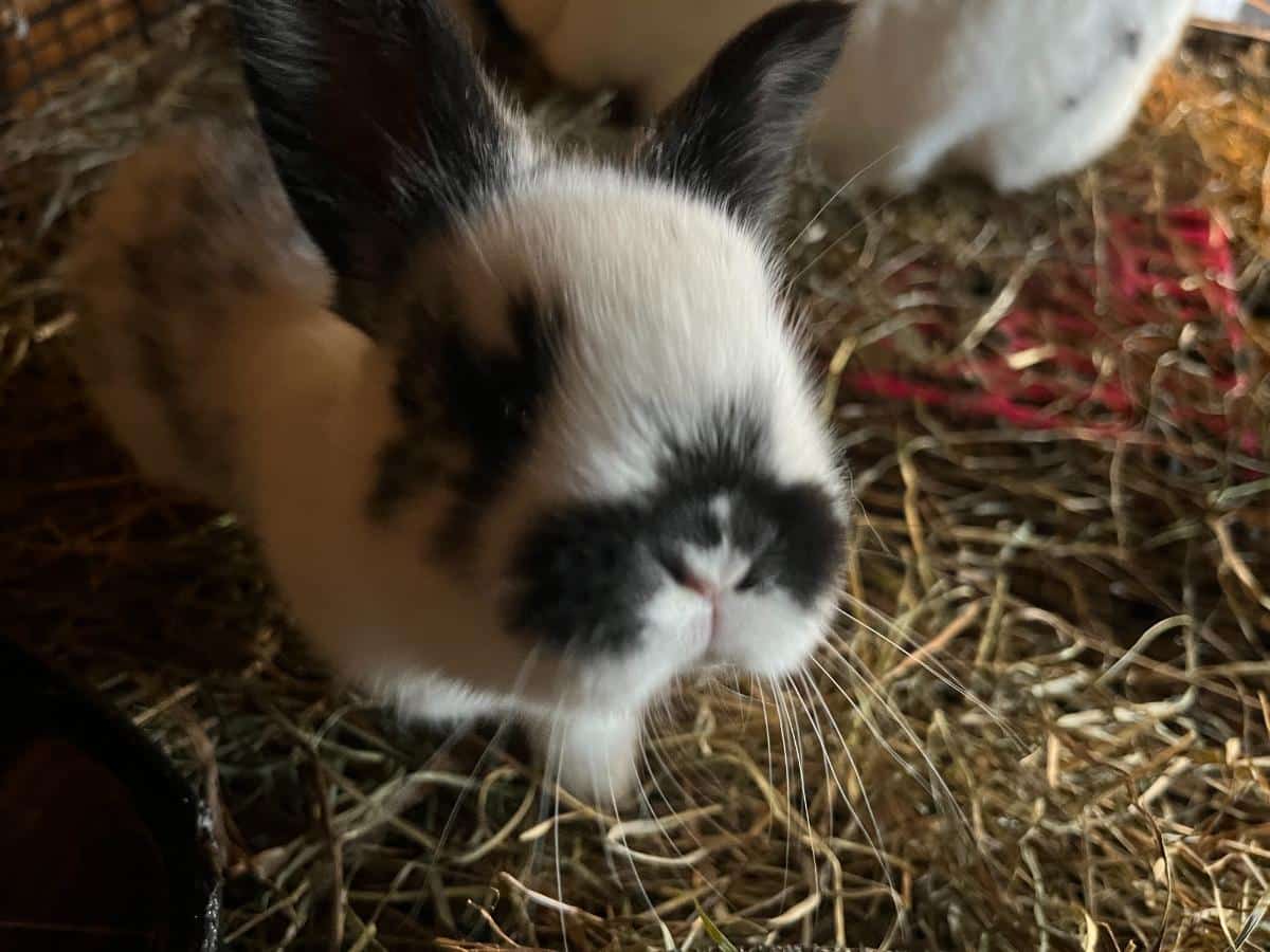 Young meat rabbit sniffing the camera