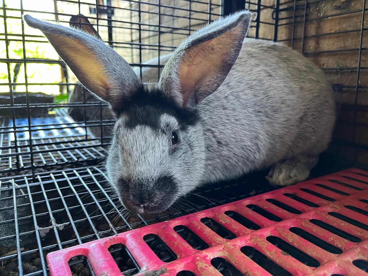 Champagne d'argent rabit