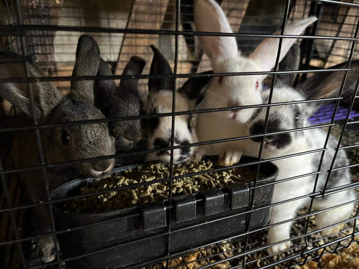 Rabbits eating pellets