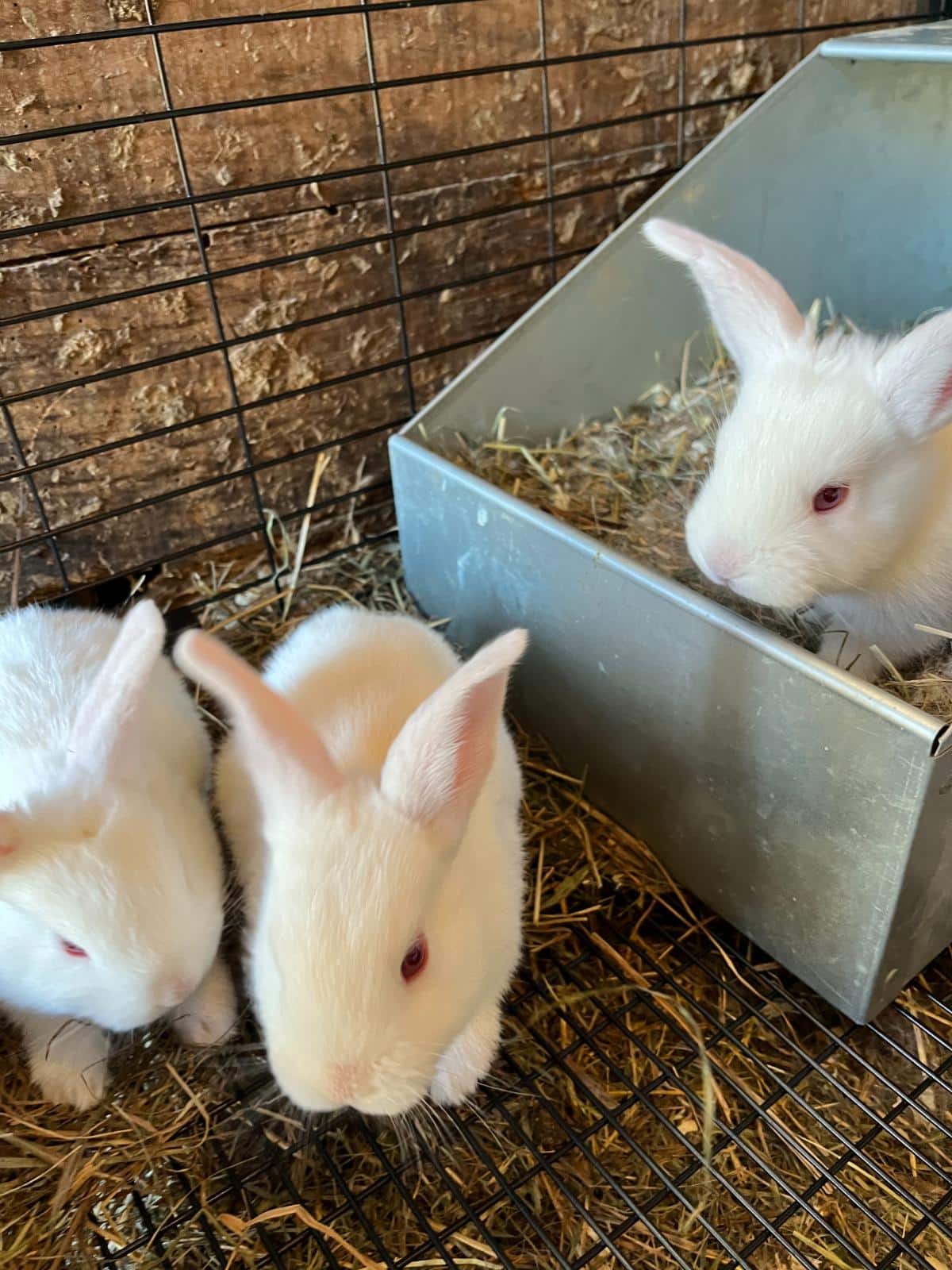 Meat rabbit grow out kits