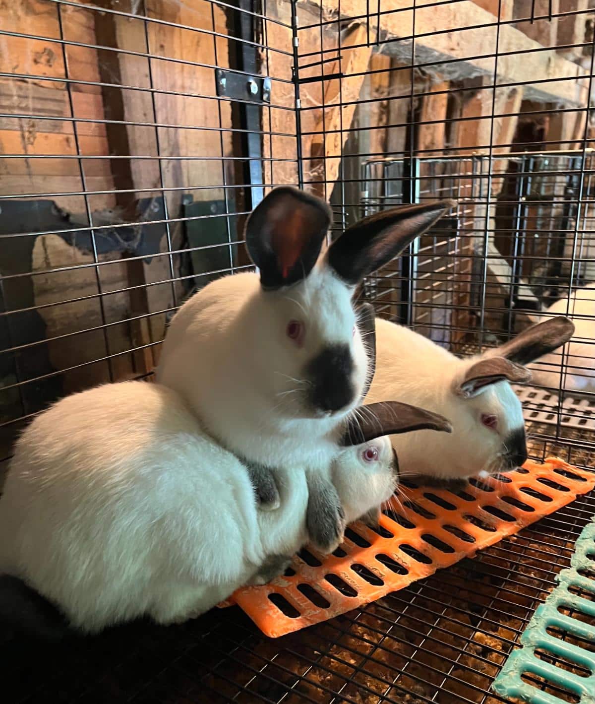 Young meat rabbits lounging and laying on each other