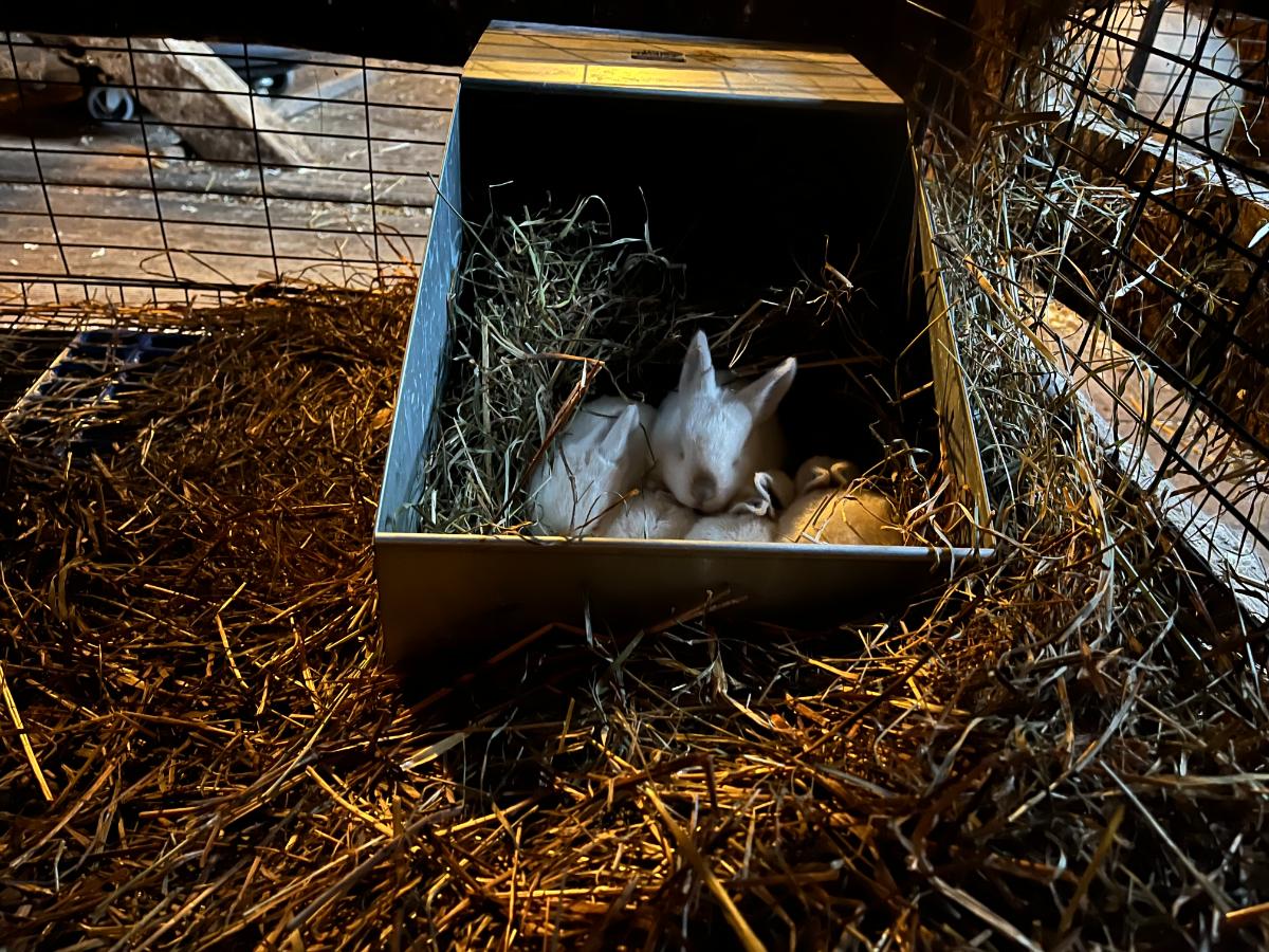 Young meat rabbits in a nest box