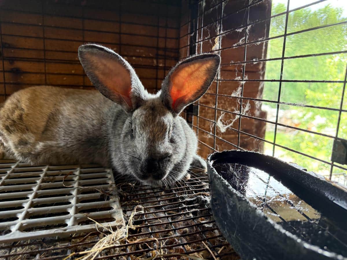 Lounging rabbit in a cage in spring