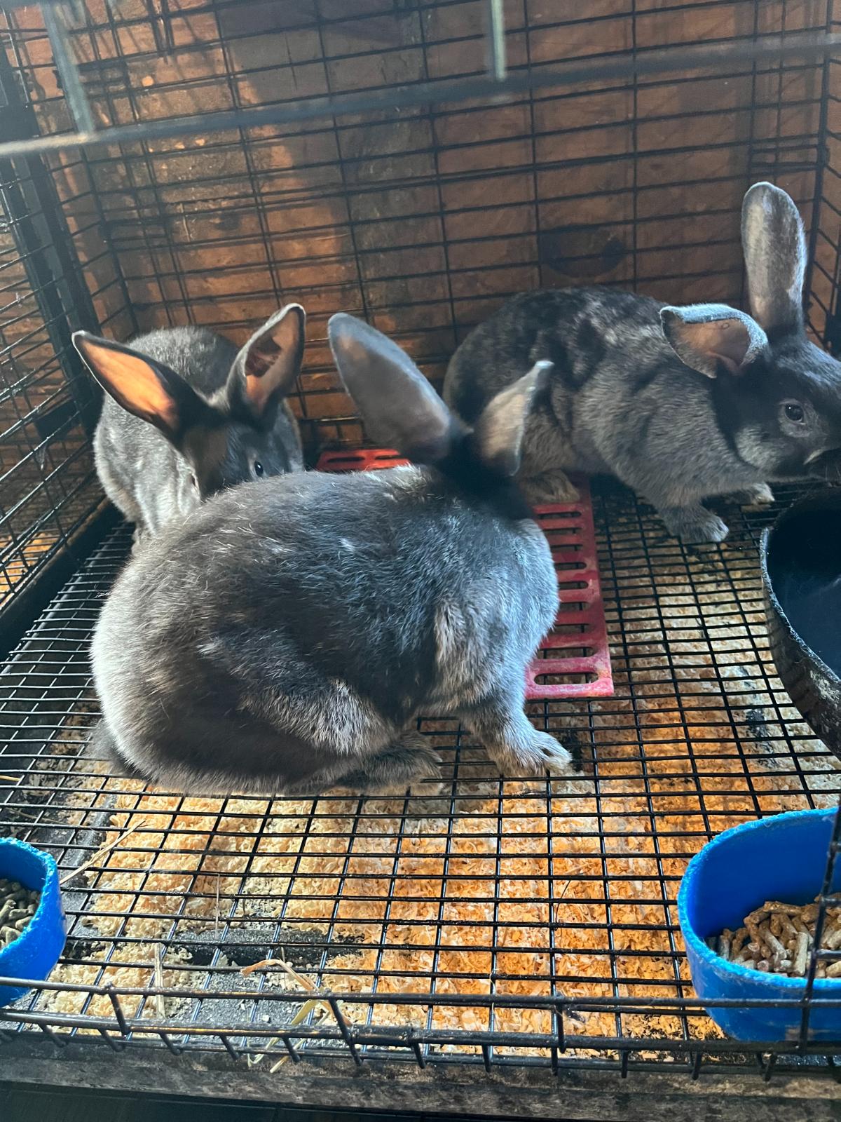 Young Champagne D'Argent junior rabbits